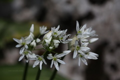 Allium ursinum ursinum