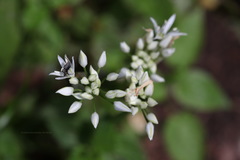 Allium ursinum ursinum