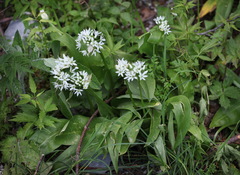 Allium ursinum ursinum