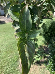 Cornus kousa
