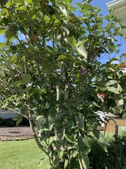 Cornus kousa
