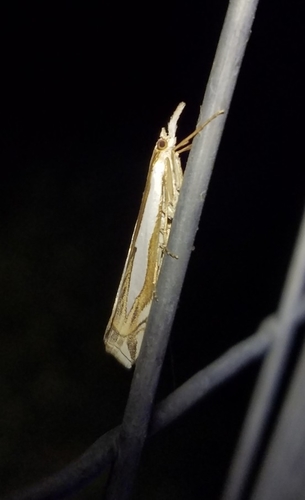Crambus cypridalis photo 2
