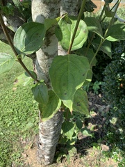 Cornus kousa