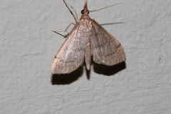 Metasia dicealis