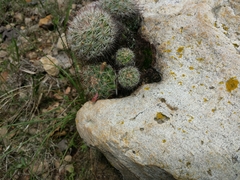 Mammillaria jaliscana jaliscana