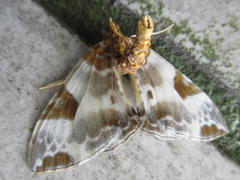 Callabraxas fabiolaria