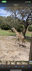 Giraffa
