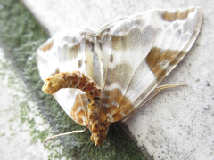 Callabraxas fabiolaria