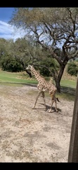 Giraffa