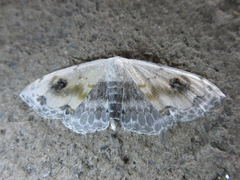 Scopula indicataria