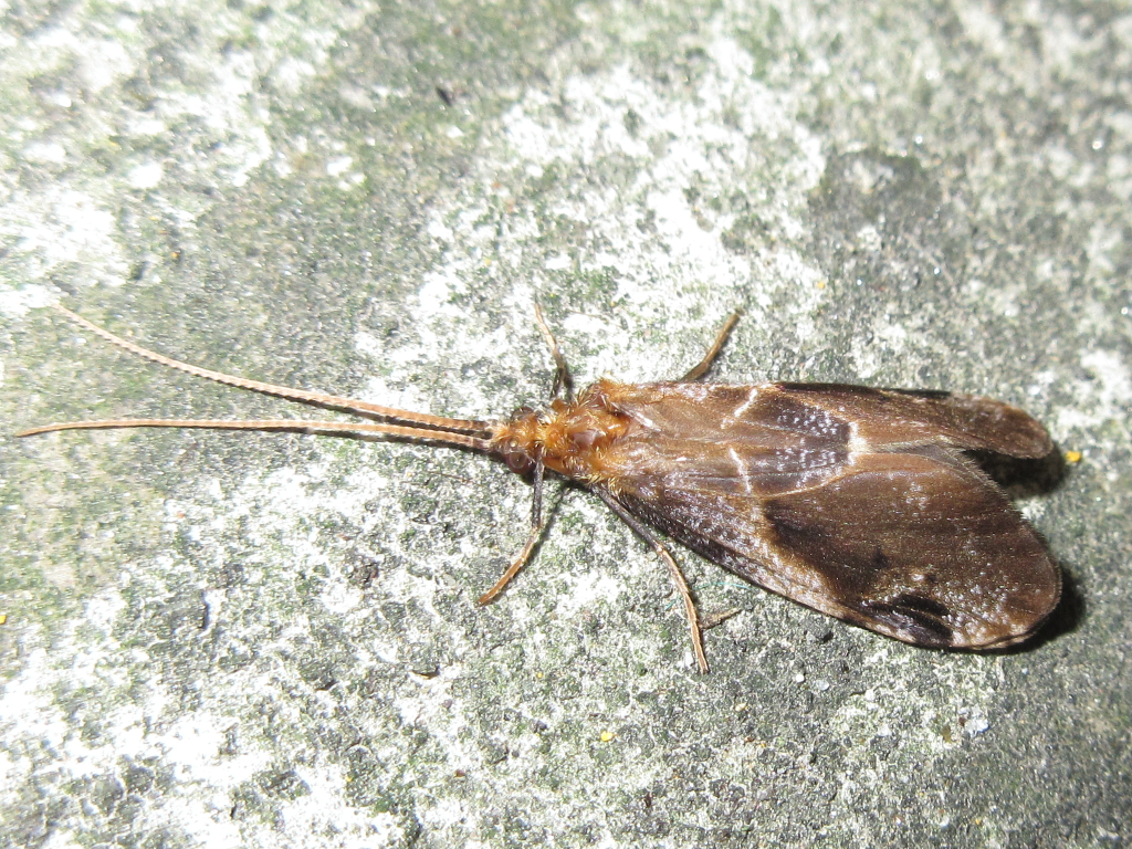 Phryganopsyche latipennis