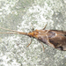 Phryganopsyche latipennis - Photo (c) onidiras-iNaturalist, algunos derechos reservados (CC BY-NC), subido por onidiras-iNaturalist