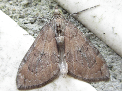 Heterothera postalbida