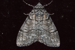 Smyriodes aplectaria