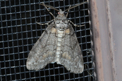 Smyriodes trigramma
