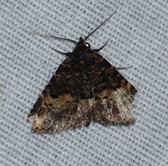 Metalectra diabolica