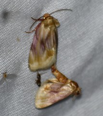 Chamaeclea basiochrea