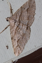 Syneora fractata
