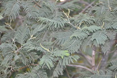 Acacia dealbata