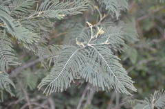 Acacia dealbata