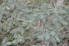 Acacia dealbata