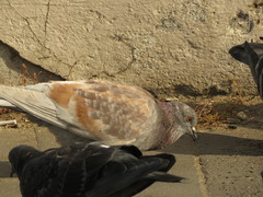 Columba livia domestica