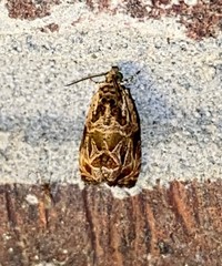 Olethreutes permundana
