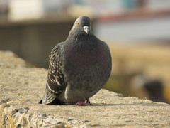 Columba livia domestica