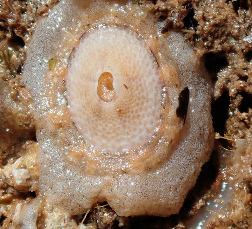 Cosmetalepas concatenata (Crosse & P.Fischer, 1864)