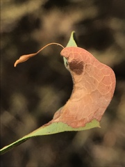 Andricus pedicellatus
