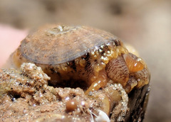 Amblychilepas nigrita