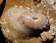 Amblychilepas nigrita