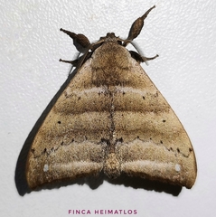 Apatelodidae