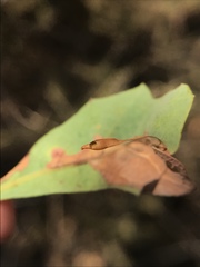 Andricus pedicellatus