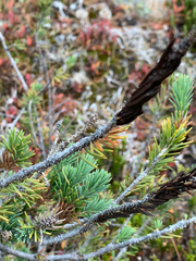 Herpotrichia juniperi