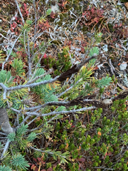 Herpotrichia juniperi