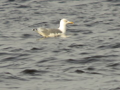Larus argentatus