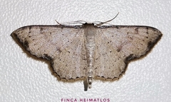 Ptychamalia perlata