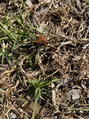 Neosparassus patellatus