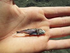 Maurolicus australis