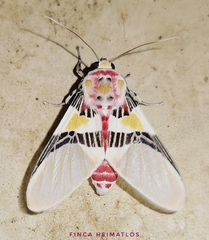 Idalus coacta