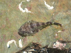 Diplocrepis puniceus