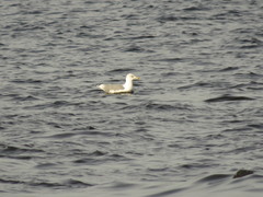Larus argentatus
