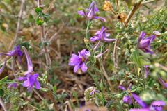Delphinium consolida