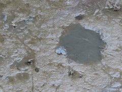 Carcinoscorpius rotundicauda