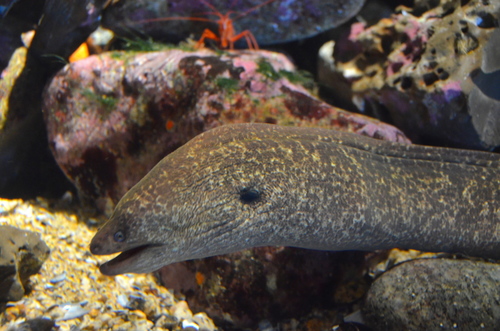 California Moray