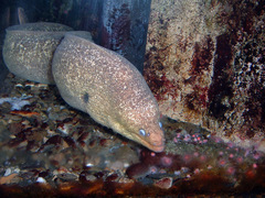 California Moray photo 5