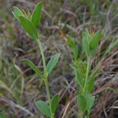 Pimelea curviflora sericea