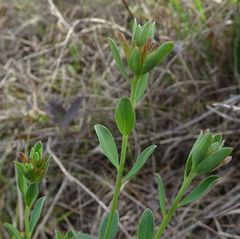 Pimelea curviflora sericea