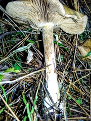 Leucocortinarius bulbiger